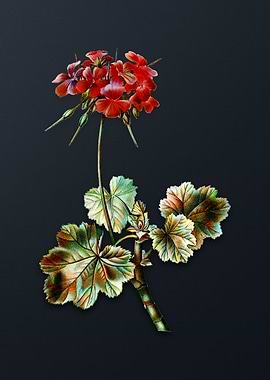 Vintage Scarlet Geranium