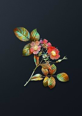 Vintage Redleaf Rose