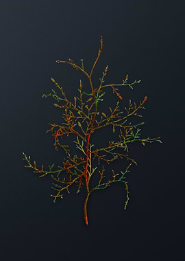 Vintage Sictus Tree Flower