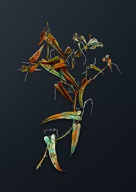 Vintage Rough Bindweed