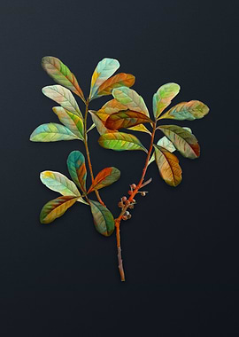 Vintage Northern Bayberry