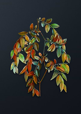 Vintage Jujube Flower