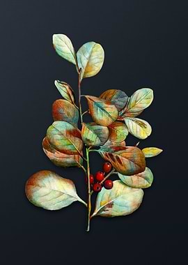 Lingonberry Evergreen