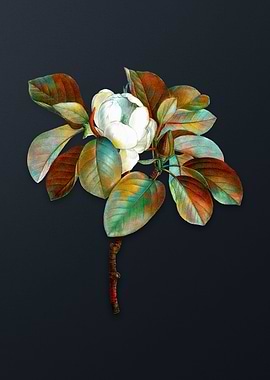 Vintage Magnolia Elegans