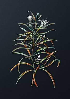 Narrow Leaved Spider