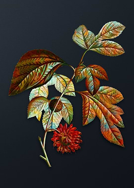 Paper Mulberry Flower