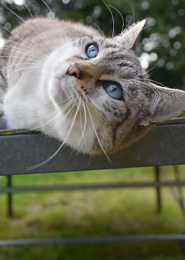 Cat Cats Feline Kitty