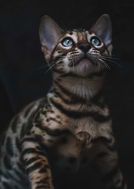 Cat Cats Feline Kitty