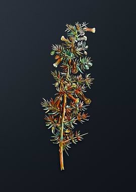 Vintage Kraal Honey Thorn