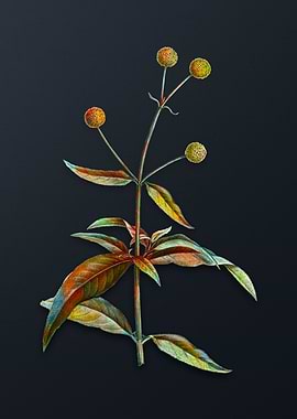 Vintage Orange Ball Tree