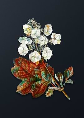 Vintage Oakleaf Hydrangea