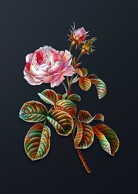 Vintage Provence Rose