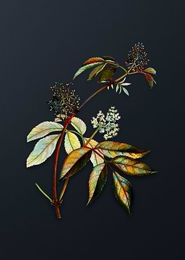 Vintage Red Elderberry