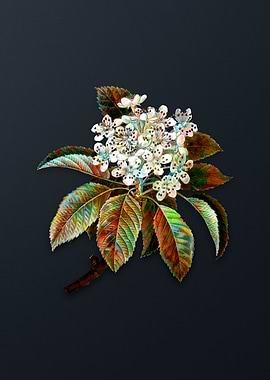 Vintage Shipova Flower