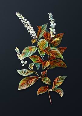 Virginia Sweetspire Flower