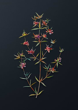 Heath Mirbelia Branch