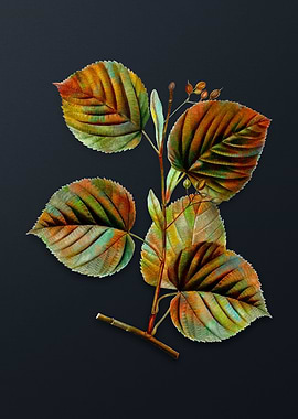 Vintage Linden Tree Branch