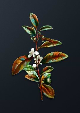 Vintage Tea Tree Flower