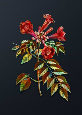 Vintage Trumpet Vine