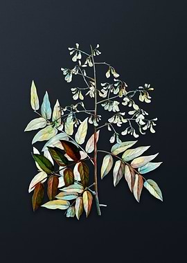 Japanese Pagoda Tree