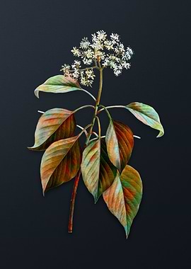 Vintage Pagoda Dogwood