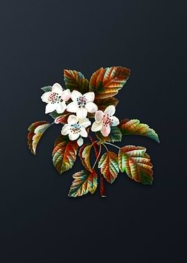 Vintage Sweet Crabapple