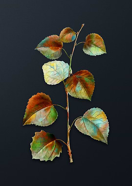 Vintage Quaking Aspen