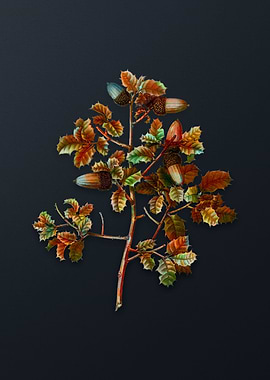 Vintage Kermes Oak Flower