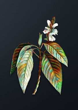 Vintage Malabar Nut Flower