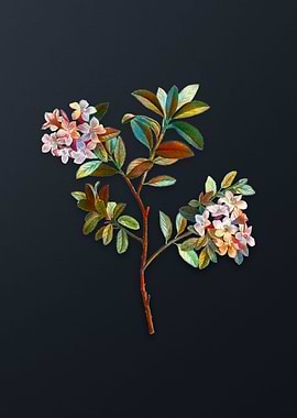 Vintage Hairy Alpenrose