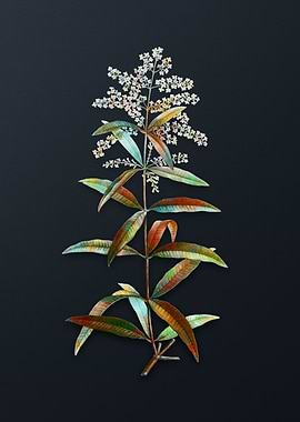 Lemon Verbena Branch