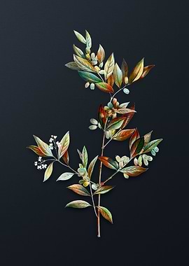 Fontanesia Phillyreoides