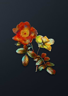 Vintage Sweetbriar Rose