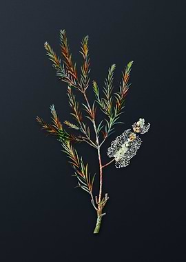 Swamp Paperbark Branch