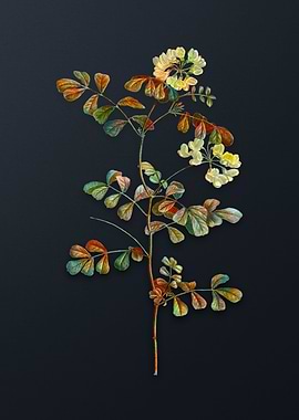 Scorpion Vetch Plant