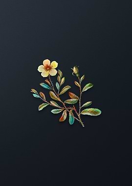 Vintage Sweetbriar Rose