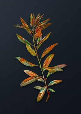 Vintage Rhodora Flower