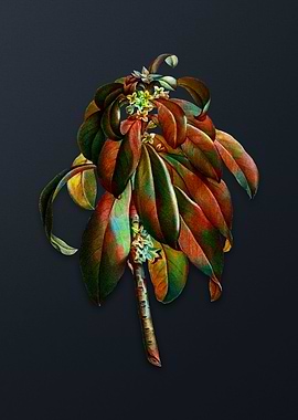 Spurge Laurel Weeds Flower