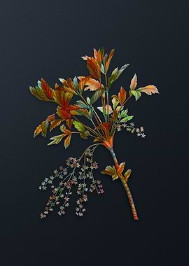 Vintage Shrub Yellowroot