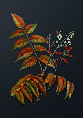 Vintage Tree of Heaven