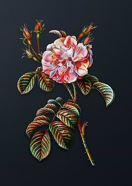 Vintage Pink Wild Rose