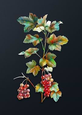 Vintage Redcurrant Plant
