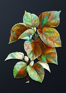 White Mulberry Plant