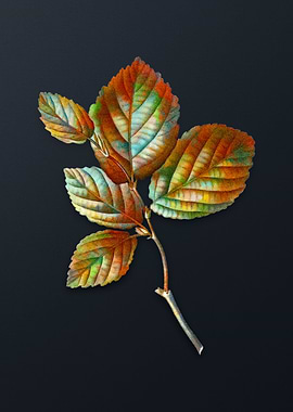 Vintage Witch Hazel Flower