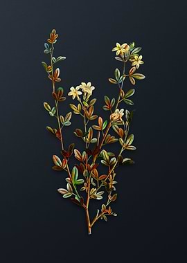 Yellow Jasmine Flowers