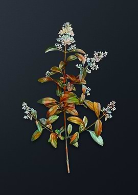 Vintage Wild Privet Flower