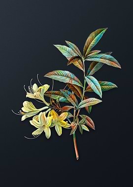 Yellow Azalea Flower