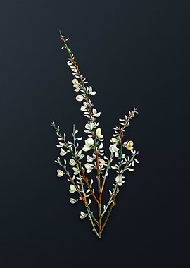 Vintage White Broom Flower