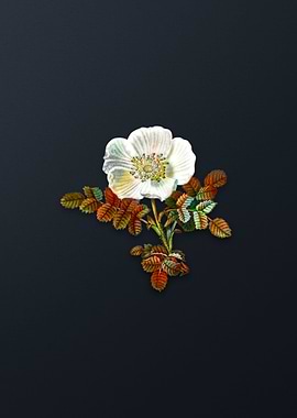 Vintage White Burnet Rose