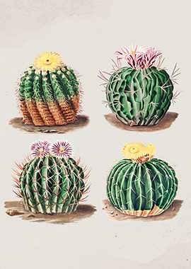 Vintage cactus